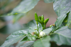 Capsicum frutescens